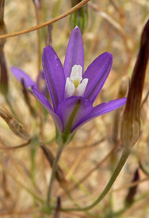 California brodiaea (Brodiaea californica)