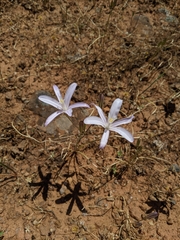 California brodiaea (Brodiaea californica)
