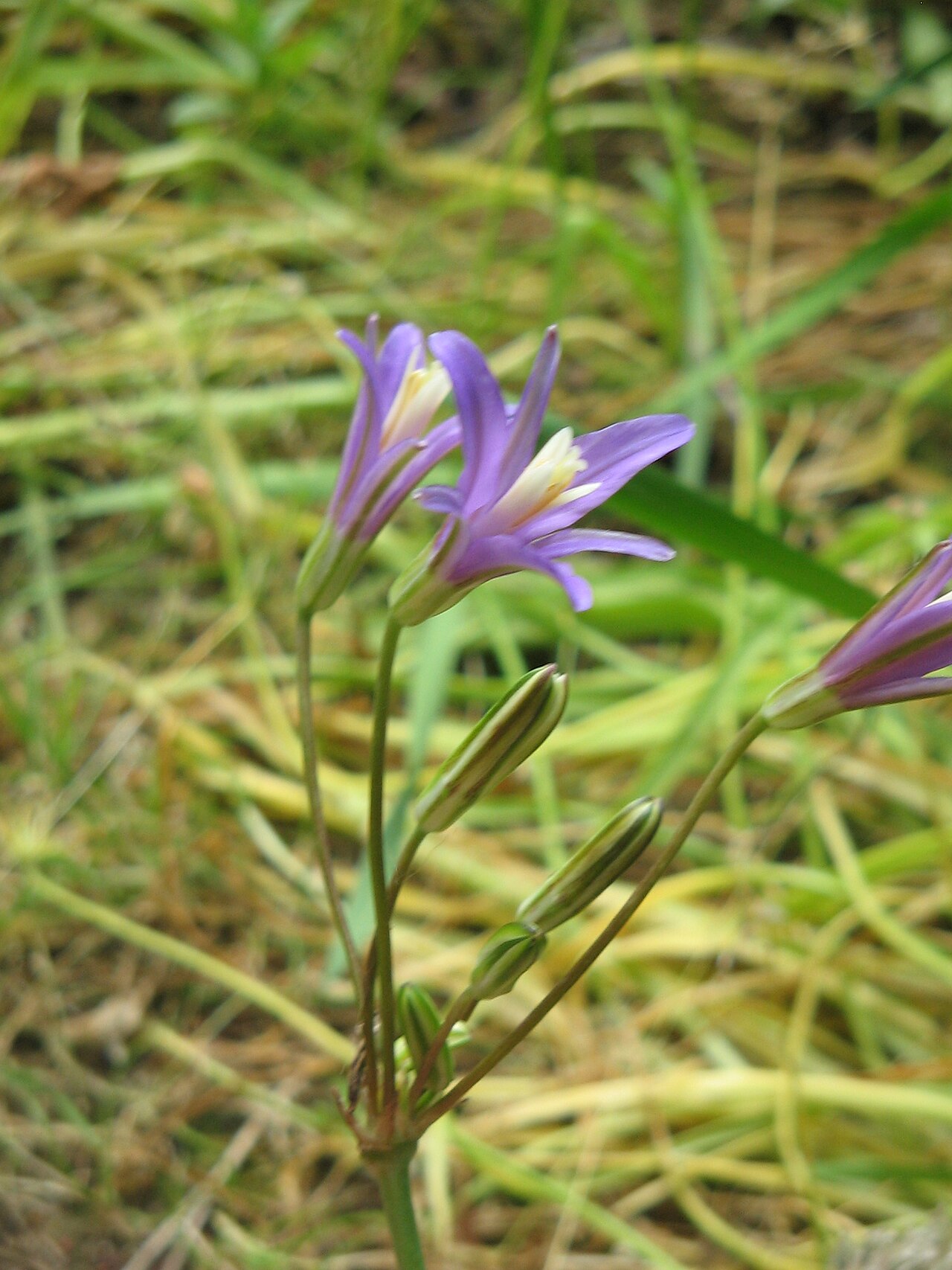 California brodiaea: Brodiaea californica
