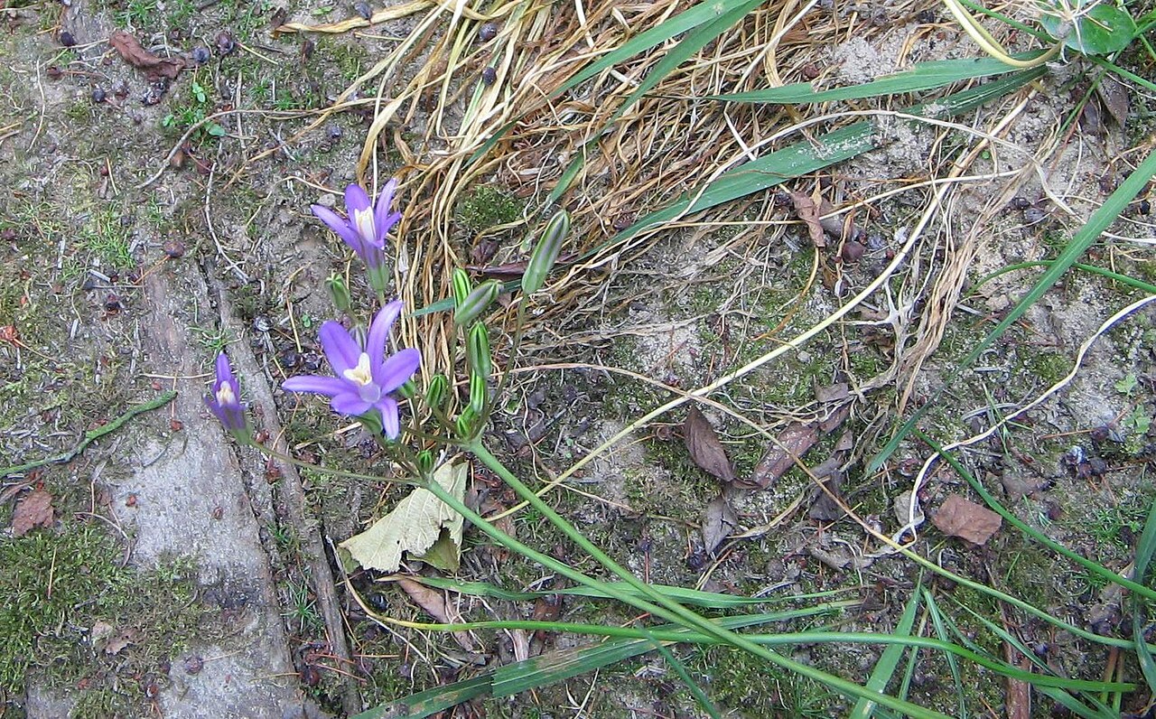 California brodiaea: Brodiaea californica