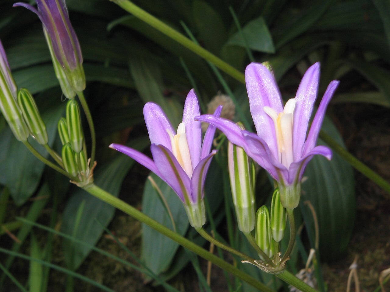 California brodiaea: Brodiaea californica — close-up
