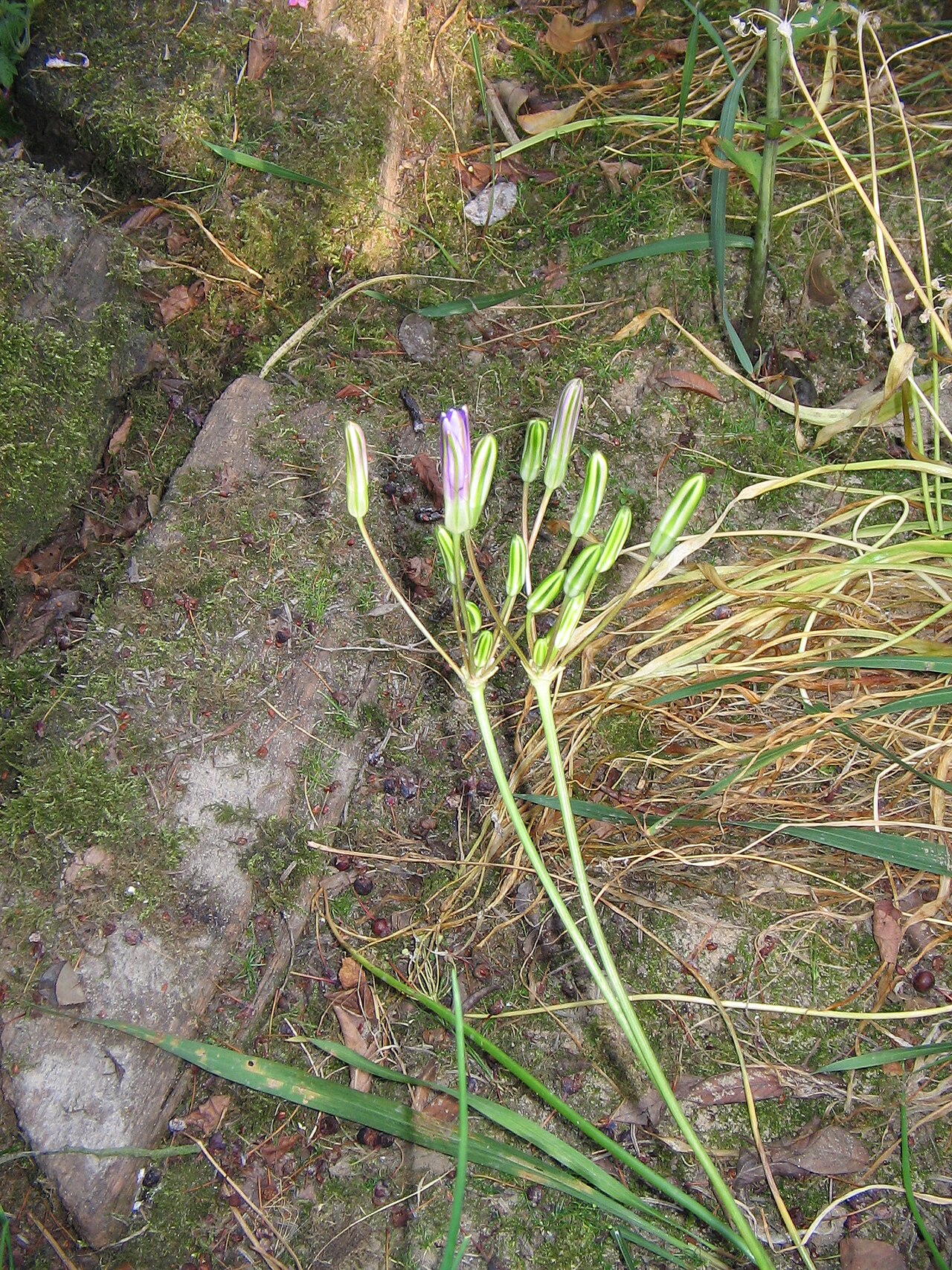 California brodiaea: Brodiaea californica buds