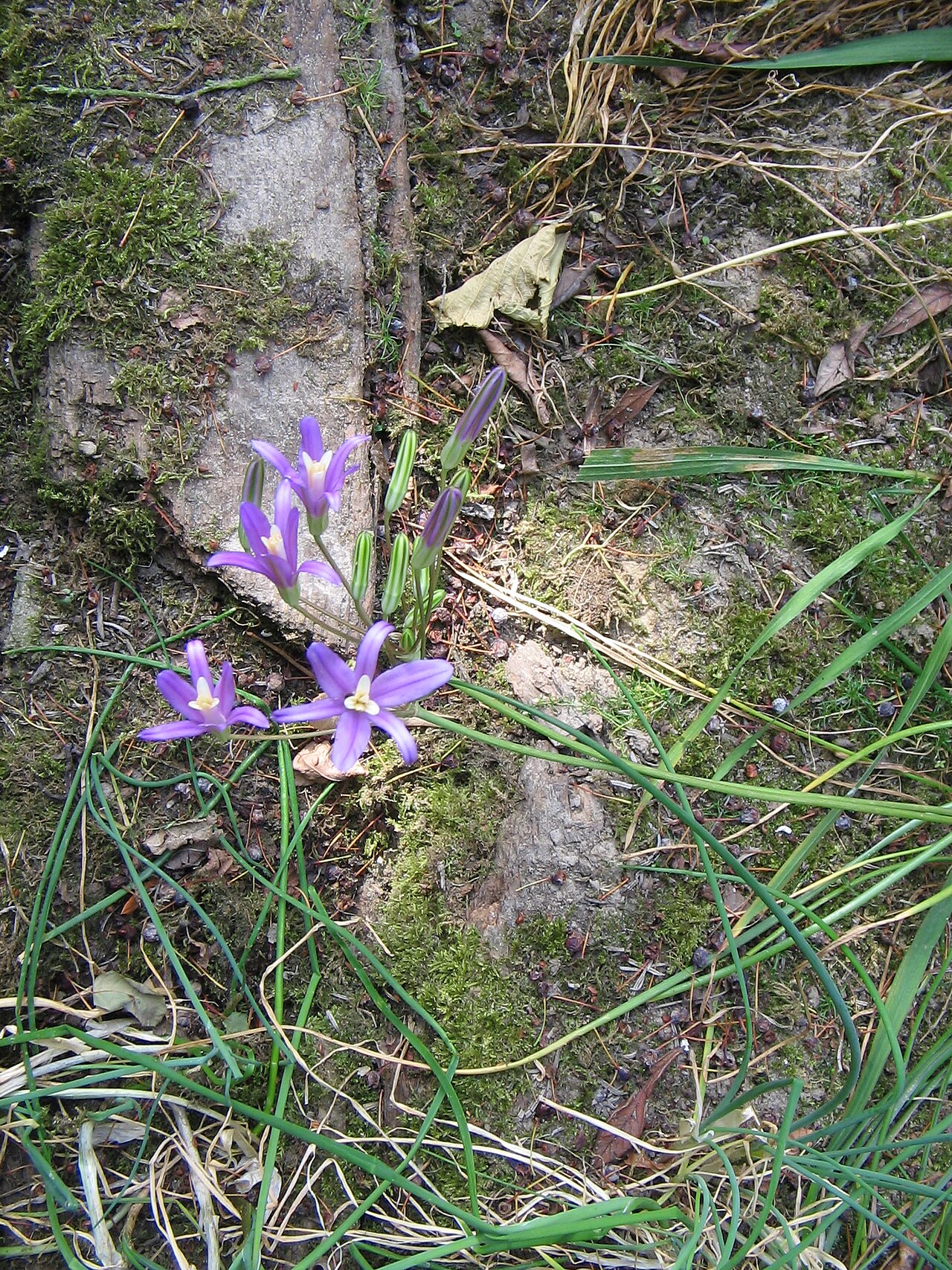 California brodiaea: Brodiaea californica