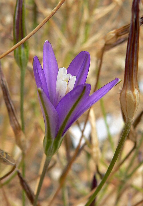 California brodiaea (Brodiaea californica)