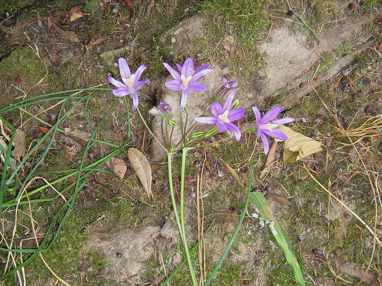 California brodiaea: Brodiaea californica flowers