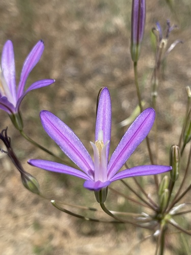 California brodiaea (Brodiaea californica)