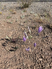 California brodiaea (Brodiaea californica)
