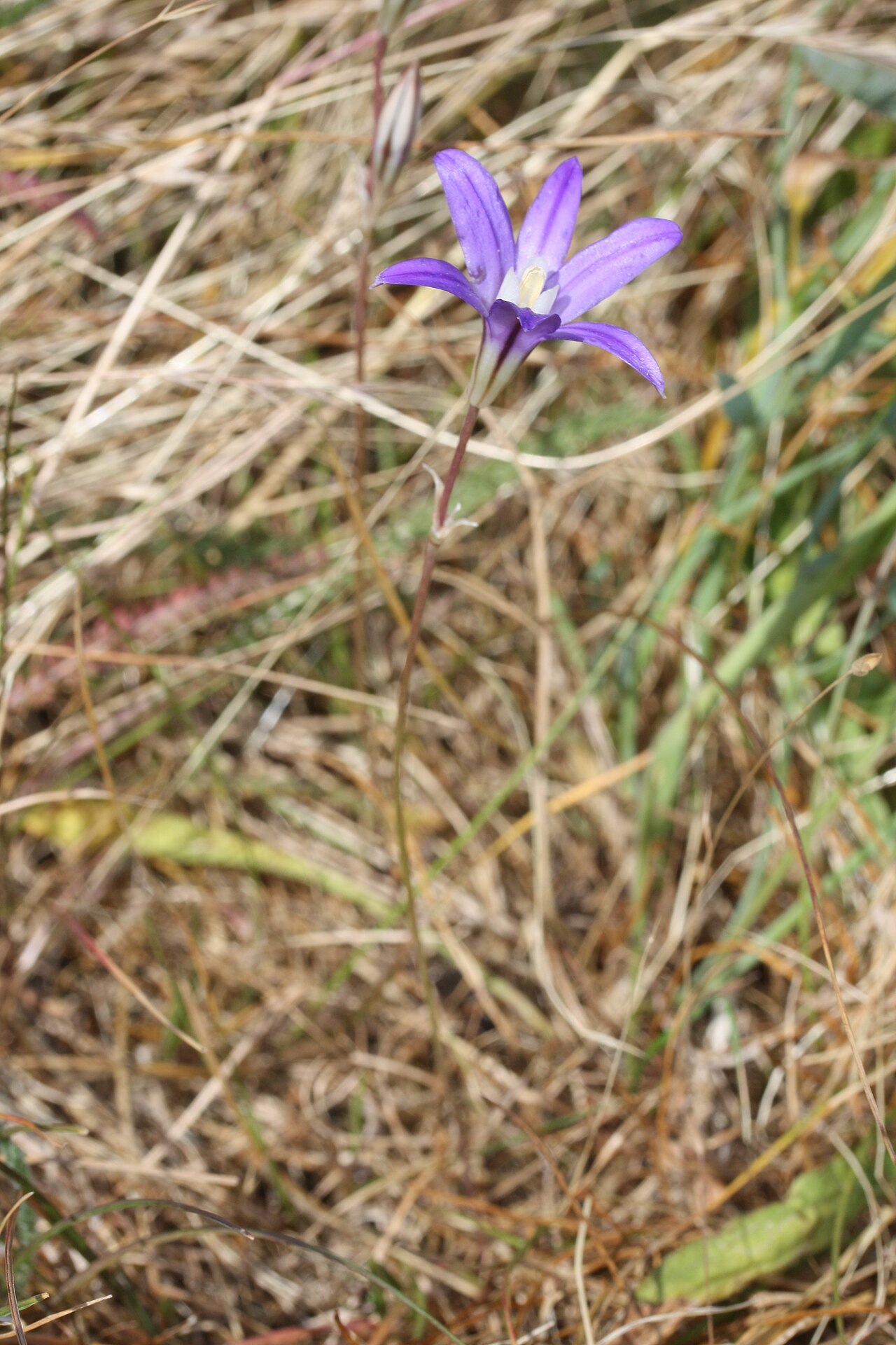 Crown brodiaea: Crown Brodiaea, Harvest Brodiaea, Bluedick Brodiaea