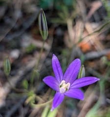 Crown brodiaea (Brodiaea coronaria)
