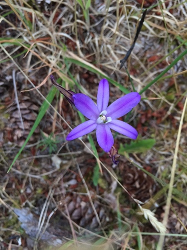 Crown brodiaea (Brodiaea coronaria)