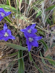 Crown brodiaea (Brodiaea coronaria)