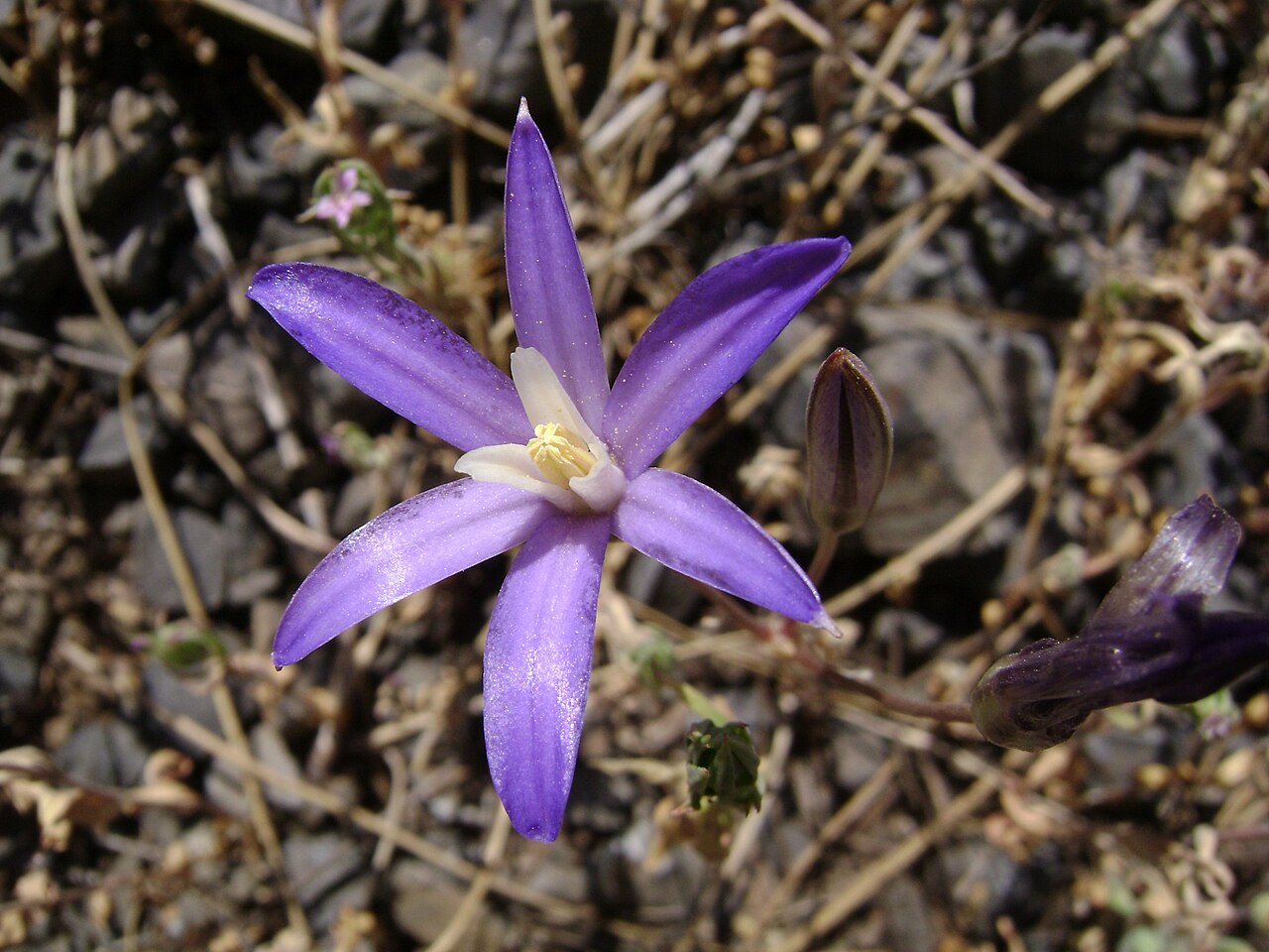 Crown brodiaea: Brodiaea coronaria in Klickitat County Washington