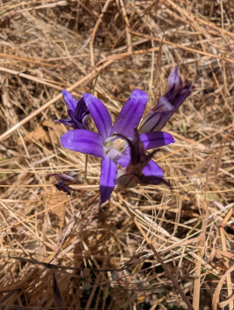 Crown brodiaea (Brodiaea coronaria)