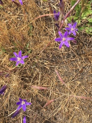 Crown brodiaea (Brodiaea coronaria)