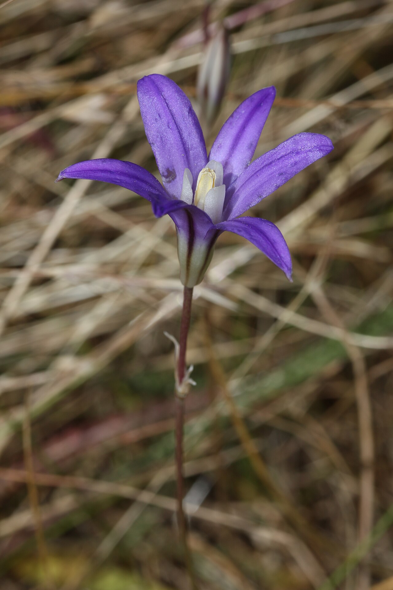 Crown brodiaea: Crown Brodiaea, Harvest Brodiaea, Bluedick Brodiaea