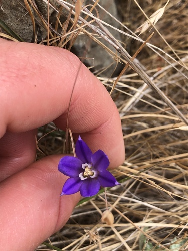 Crown brodiaea (Brodiaea coronaria)