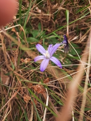 Crown brodiaea (Brodiaea coronaria)