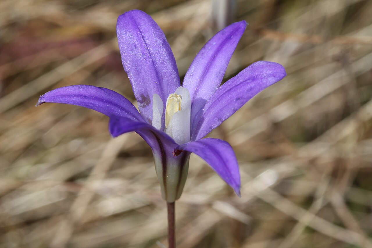 Crown brodiaea: Crown Brodiaea, Harvest Brodiaea, Bluedick Brodiaea