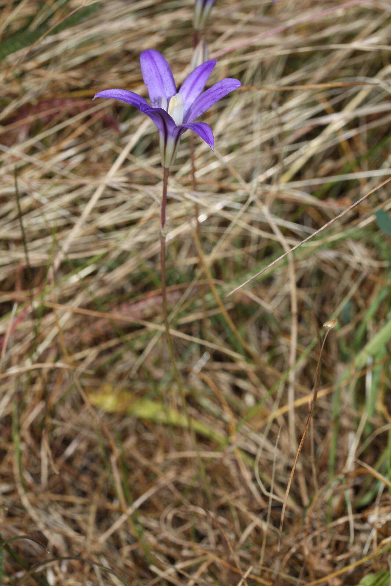 Crown brodiaea: Crown Brodiaea, Harvest Brodiaea, Bluedick Brodiaea