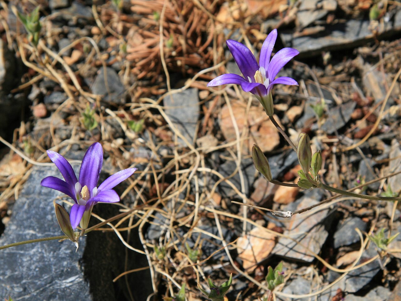 Harvest brodiaea: Harvest Brodiaea lily ( Brodiaea elegans ) — along the High Trail, above Agnew Meadows, about 2700m in the Sierra Nevada.