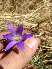 Harvest brodiaea (Brodiaea elegans)