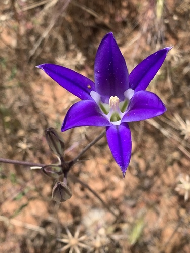 Harvest brodiaea (Brodiaea elegans)