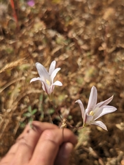 Harvest brodiaea (Brodiaea elegans)