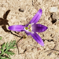 Harvest brodiaea (Brodiaea elegans)