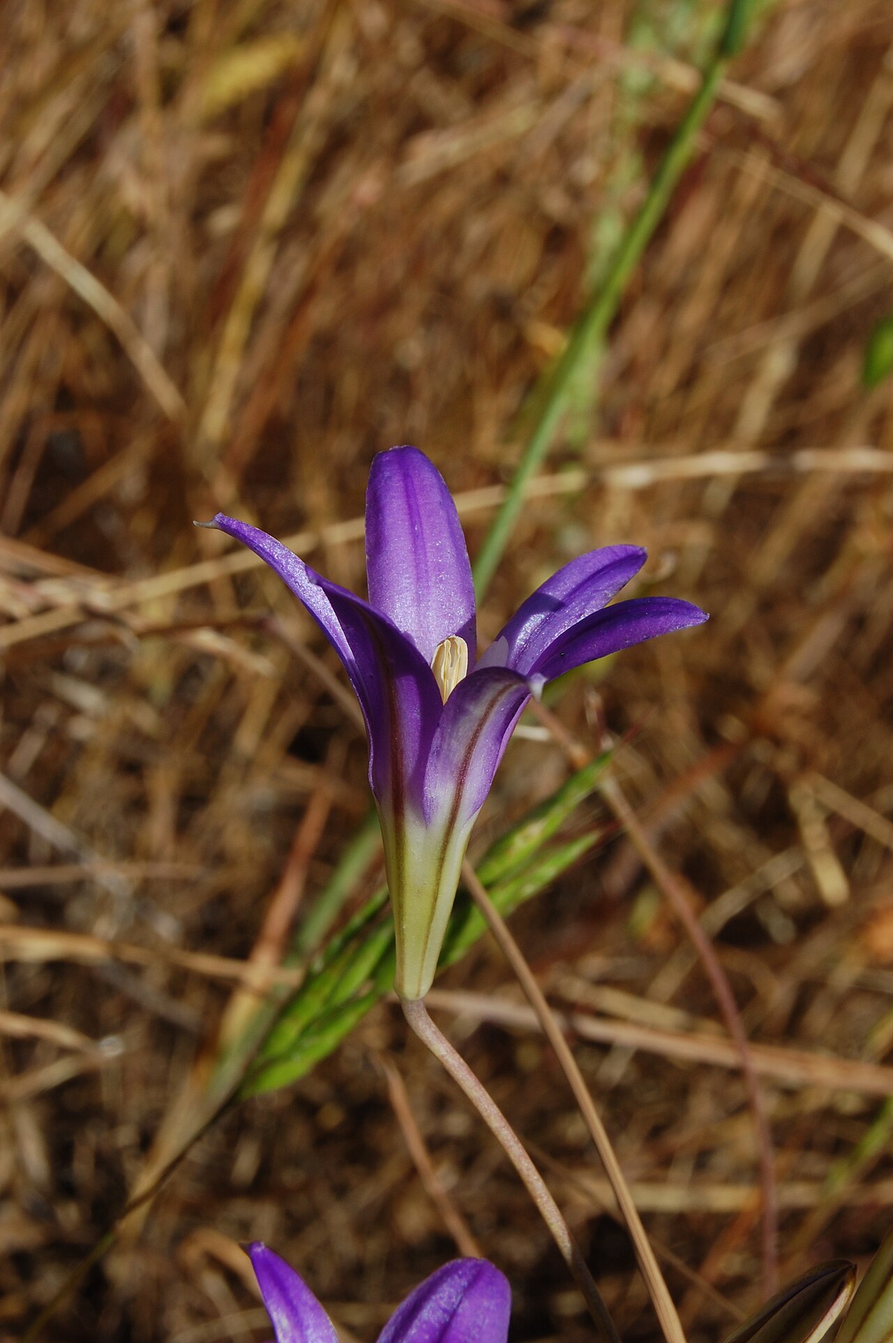 Harvest brodiaea: Brodiaea elegans — Harvest brodiaea, Elegant cluster-Lily. At Almaden Quicksilver County Park , San Jose area, California.