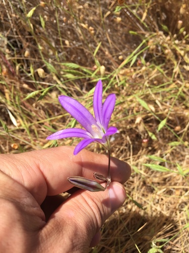 Harvest brodiaea (Brodiaea elegans)
