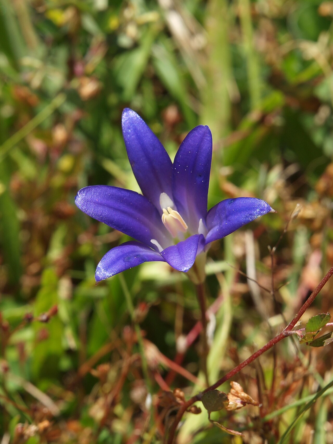 Harvest brodiaea: Harvest brodiaea (Brodiaea elegans) Bolinas Lagoon Stinson Beach, CA