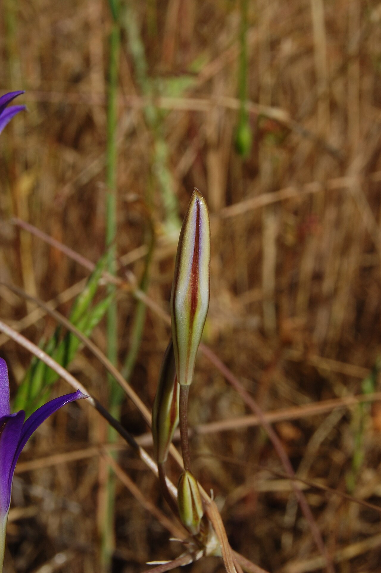 Harvest brodiaea: Brodiaea elegans — Harvest brodiaea, Elegant cluster-Lily. At Almaden Quicksilver County Park , San Jose area, California.