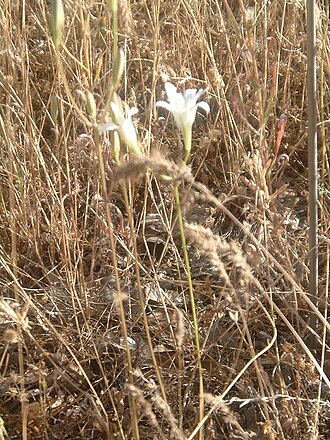 Harvest brodiaea: This is a white version of Brodiaea elegans , which is normally a purplish blue.