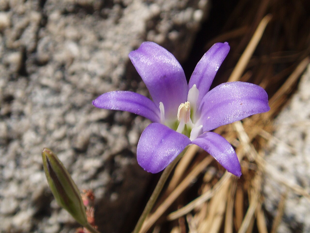 Harvest brodiaea: Harvest Brodiaea ( Brodiaea elegans ), on the slabs southeast of Florence Lake, John Muir Wilderness , Fresno County, CA.