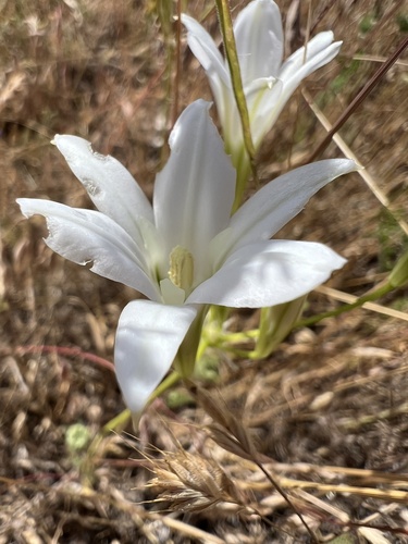Harvest brodiaea (Brodiaea elegans)