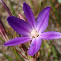 Threadleaf brodiaea (Brodiaea filifolia)