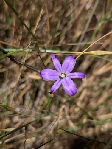 Threadleaf brodiaea (Brodiaea filifolia)