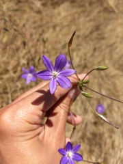 Threadleaf brodiaea (Brodiaea filifolia)