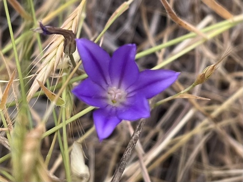 Threadleaf brodiaea (Brodiaea filifolia)