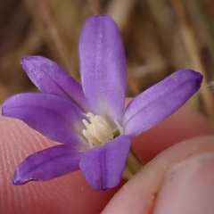 Threadleaf brodiaea (Brodiaea filifolia)