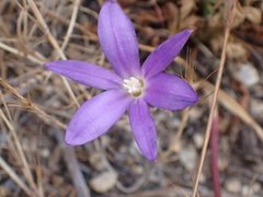 Threadleaf brodiaea (Brodiaea filifolia)