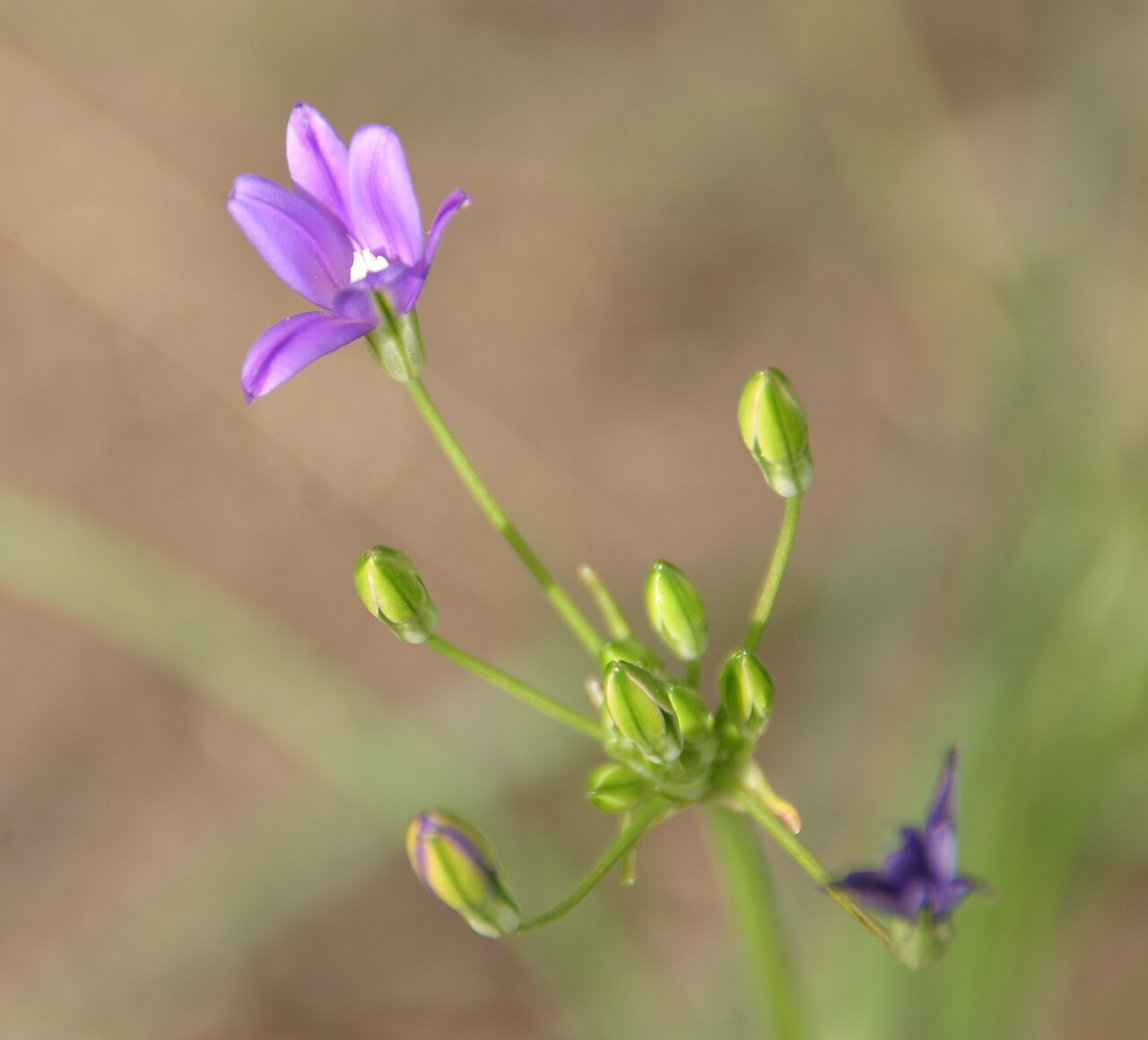 Threadleaf brodiaea: Brodiaea filifolia
