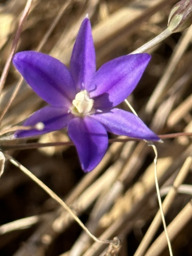 Threadleaf brodiaea (Brodiaea filifolia)