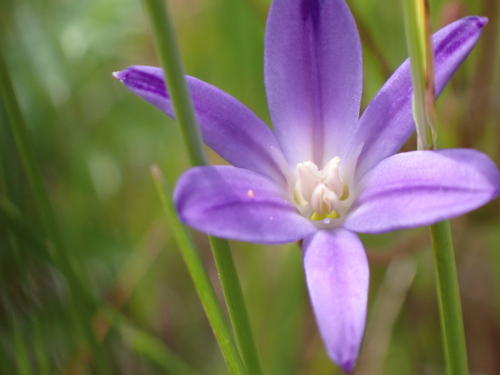 Threadleaf brodiaea (Brodiaea filifolia)