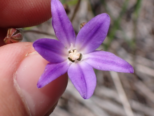 Threadleaf brodiaea (Brodiaea filifolia)
