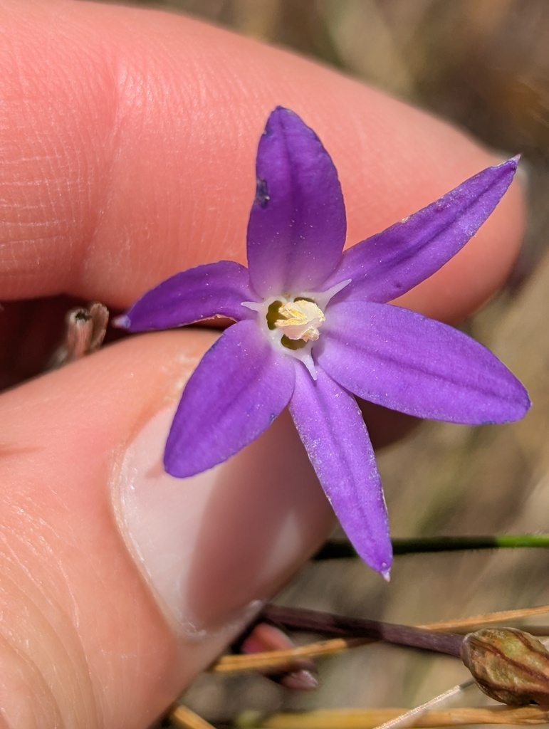 Threadleaf brodiaea (Brodiaea filifolia)