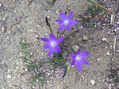 Threadleaf brodiaea (Brodiaea filifolia)