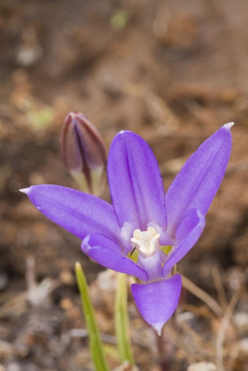 Chaparral brodiaea: Brodiaea jolonensis — endemic to California, this rare plant only grows several inches high. Red Hill Road, Jolon area, eastern San Luis Obispo County , central