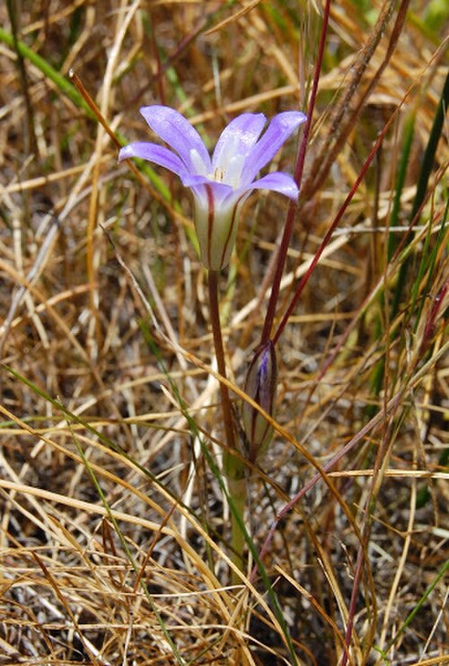 Chaparral brodiaea: Mesa brodiaea ( Brodiaea jolonensis ) in the United States