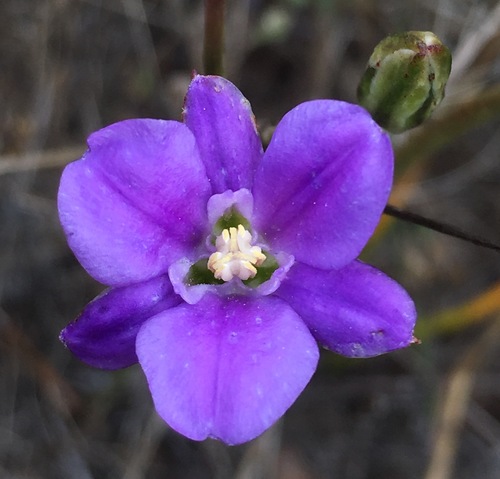 San Clemente Island brodiaea (Brodiaea kinkiensis)